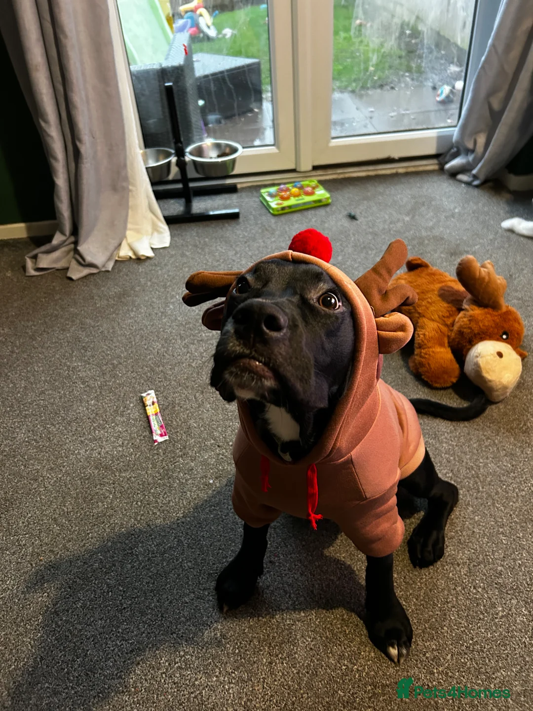 Mixed Breed dogs for sale: Axel cane corso-springerspaniel cross  - Advert 2