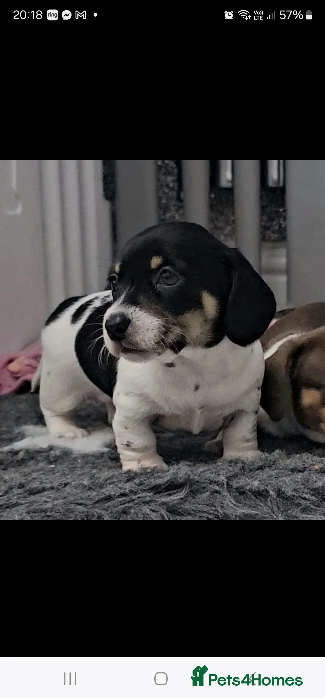 Miniature Dachshund dogs for stud: Piebald miniature Dachshund kc registered  in Blackburn - Advert 30