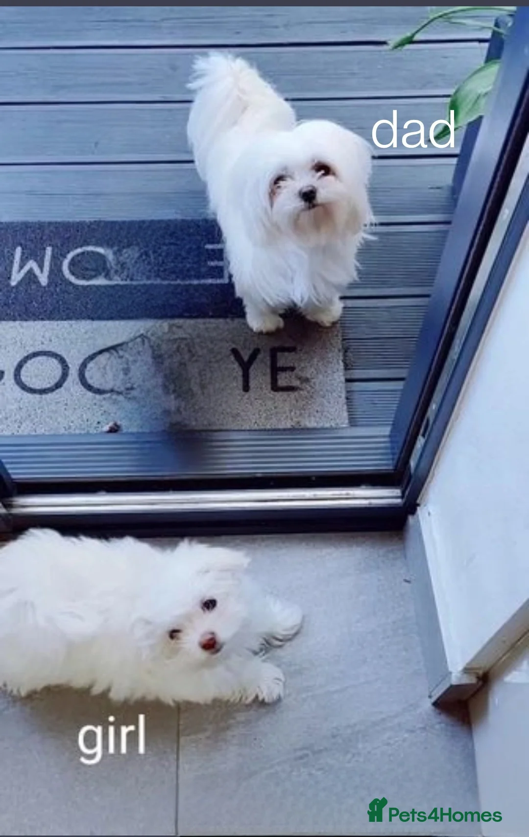 Maltese dogs for stud:  KC Maltese stud Korean line  in Derby - Advert 8