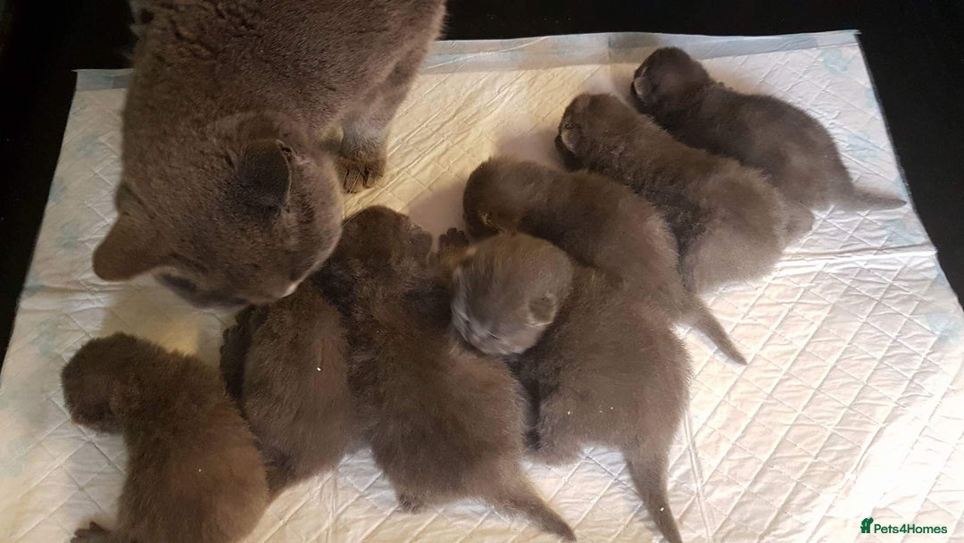 British Shorthair cats for sale: British shorthair kittens  - Advert 5