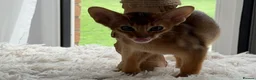 Abyssinian cats for sale: Abyssinian kittens  - Advert 5