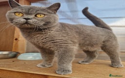 British Shorthair cats for sale: GCCF BRITISH SHORTHAIR KITTENS - Image 6