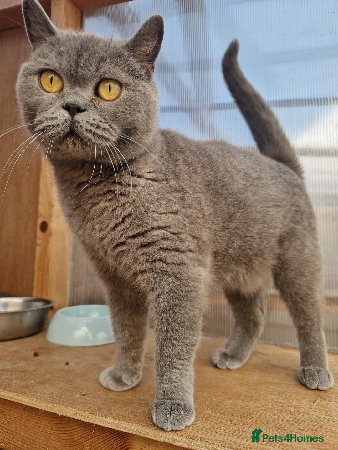 British Shorthair cats for sale: GCCF BRITISH SHORTHAIR KITTENS - Image 6