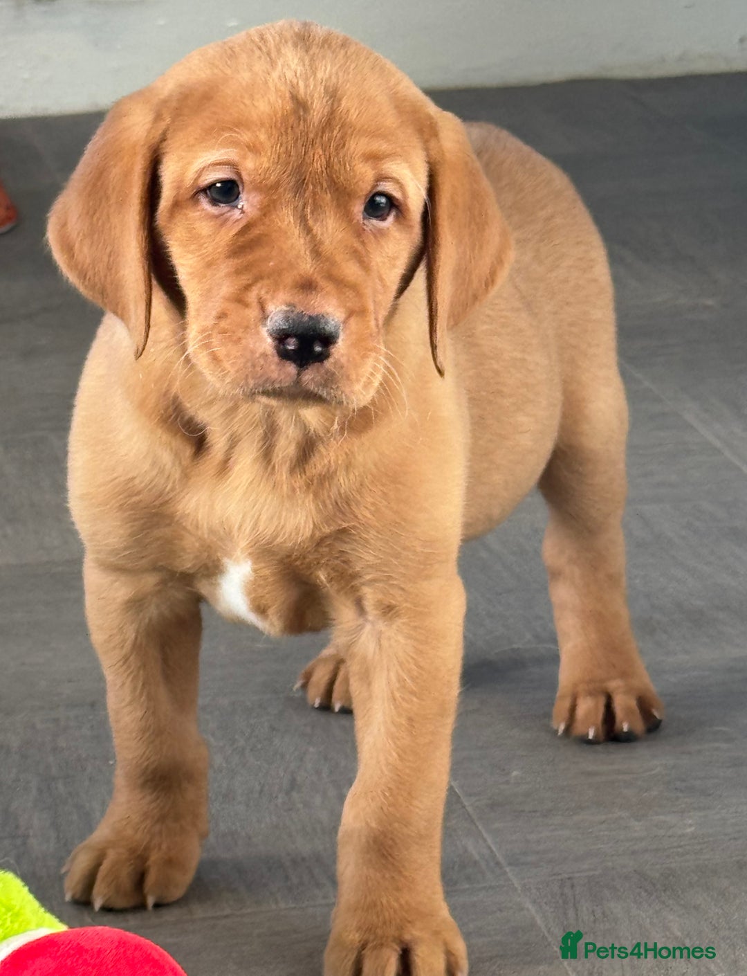 Labrador Retriever dogs for sale: Amazing KC Labradors fully health tested parents  - Advert 9