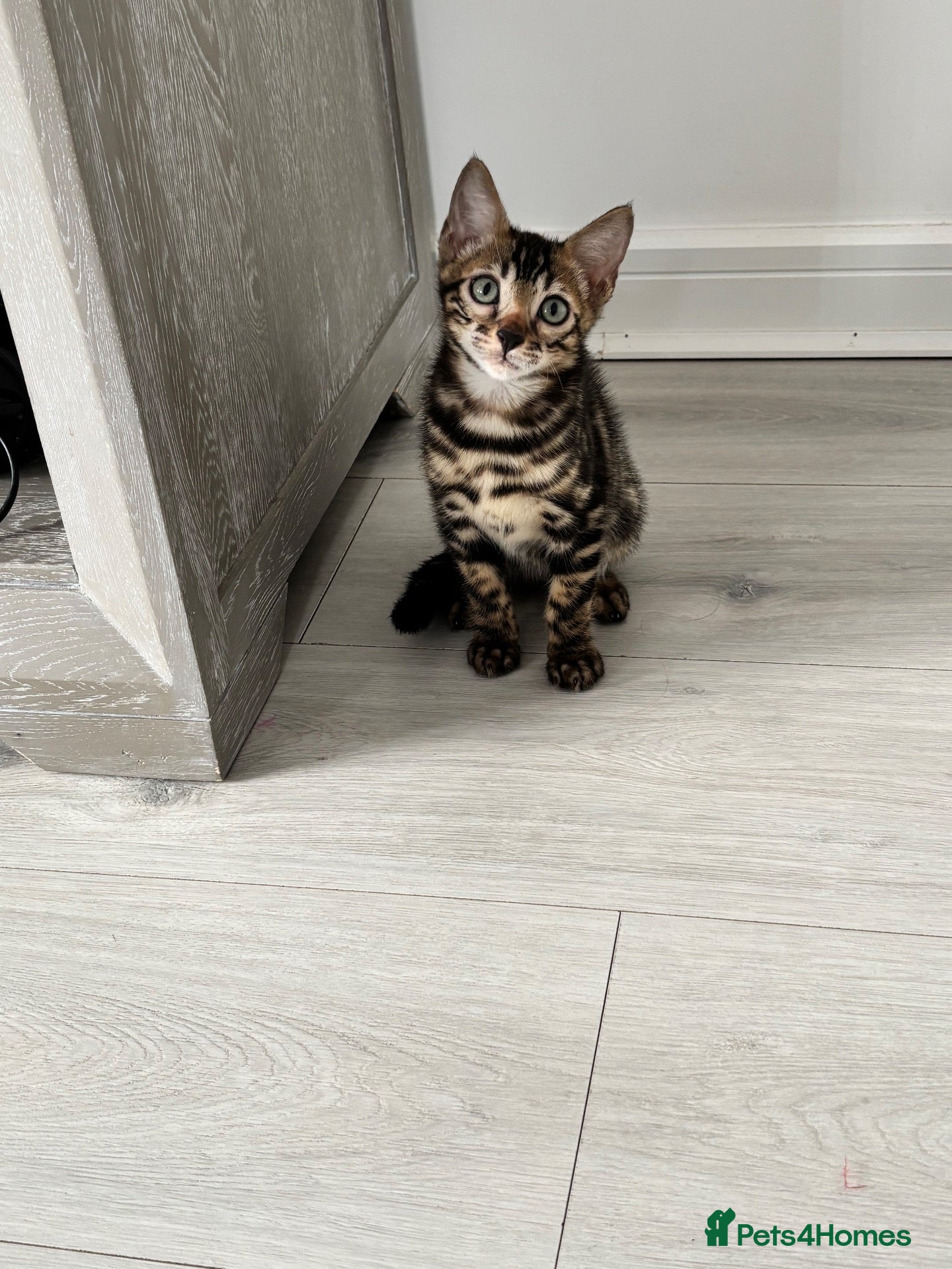 Bengal cats for sale: Full pedigree rosetted bengal kitten -male  - Advert 7