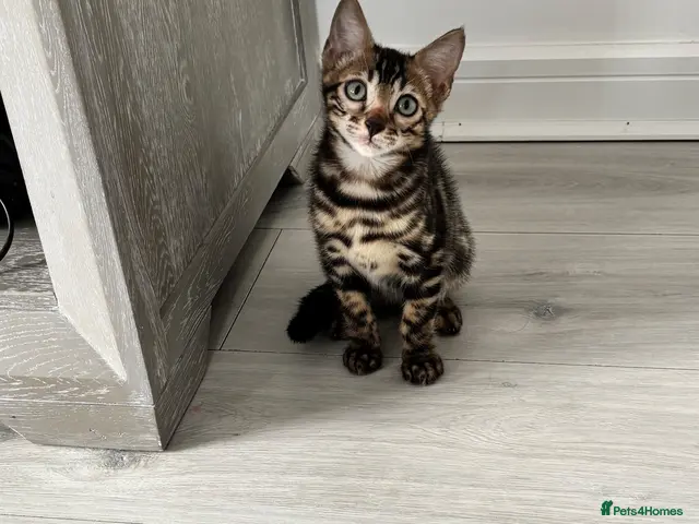 Bengal cats for sale: Full pedigree rosetted bengal kitten -male - Advert 7
