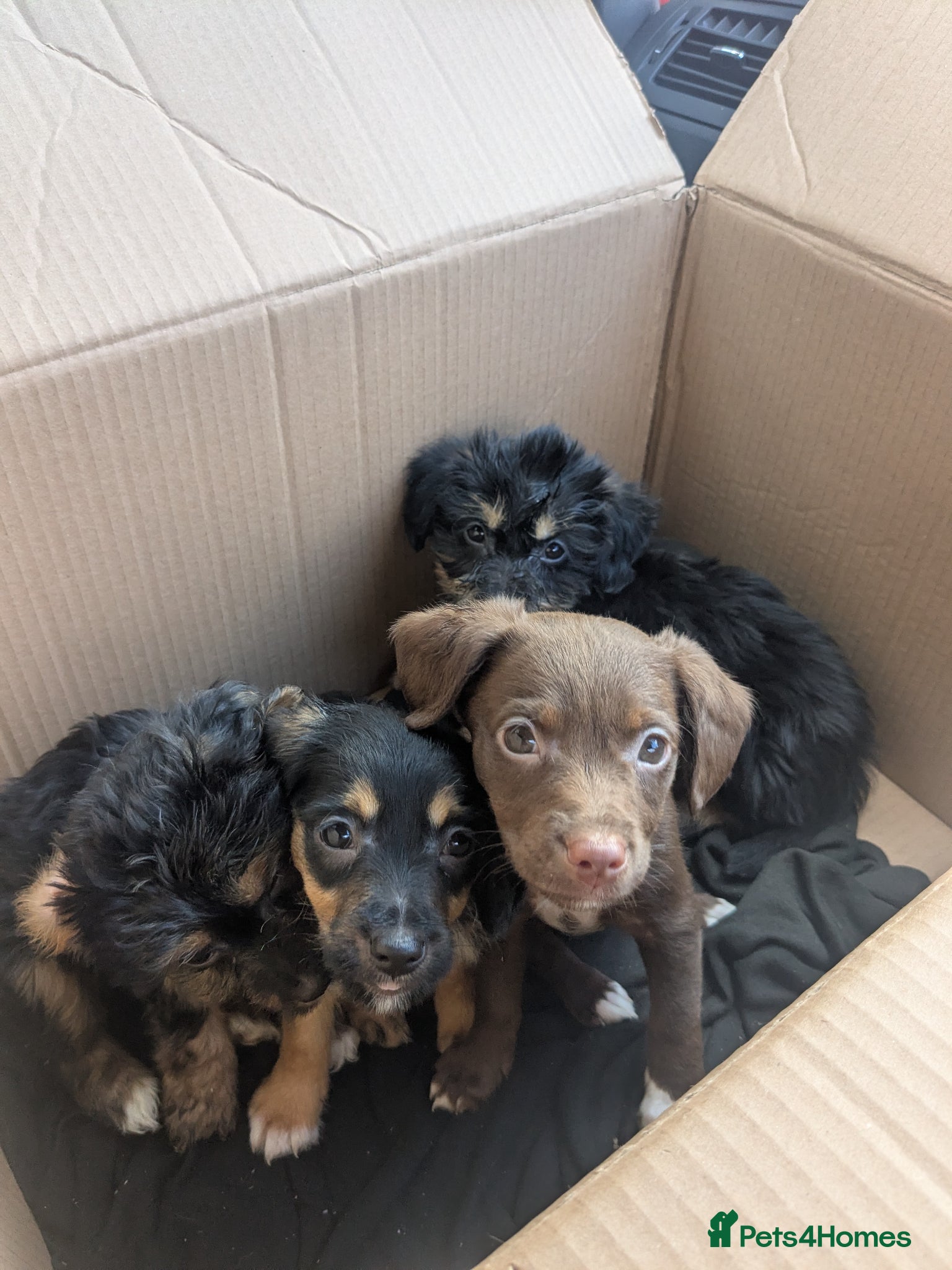 Mixed Breed dogs 4 adorable mixed breed pups for sale 3 girls 1boy - Advert 15