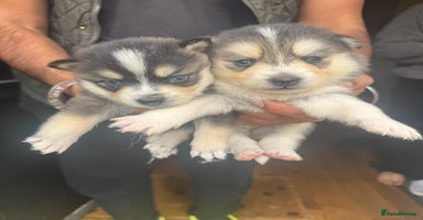 Pomsky dogs - Advert 1