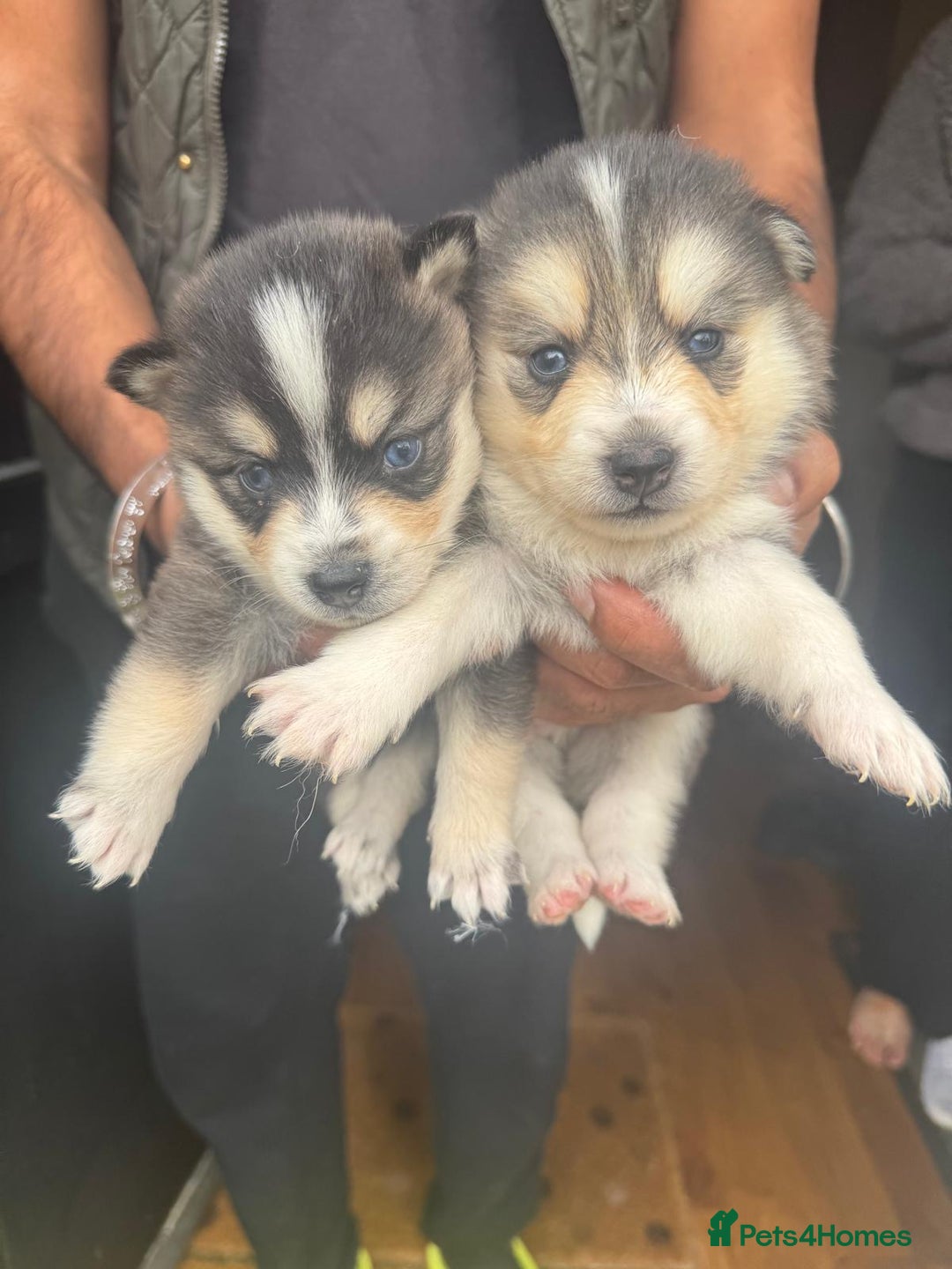 Pomsky dogs for sale: Stunning F4 Pomskies - Image 3