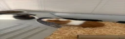 Guinea Pig rodents for sale: Two Sow Guinea Pigs & Cage - Advert 3