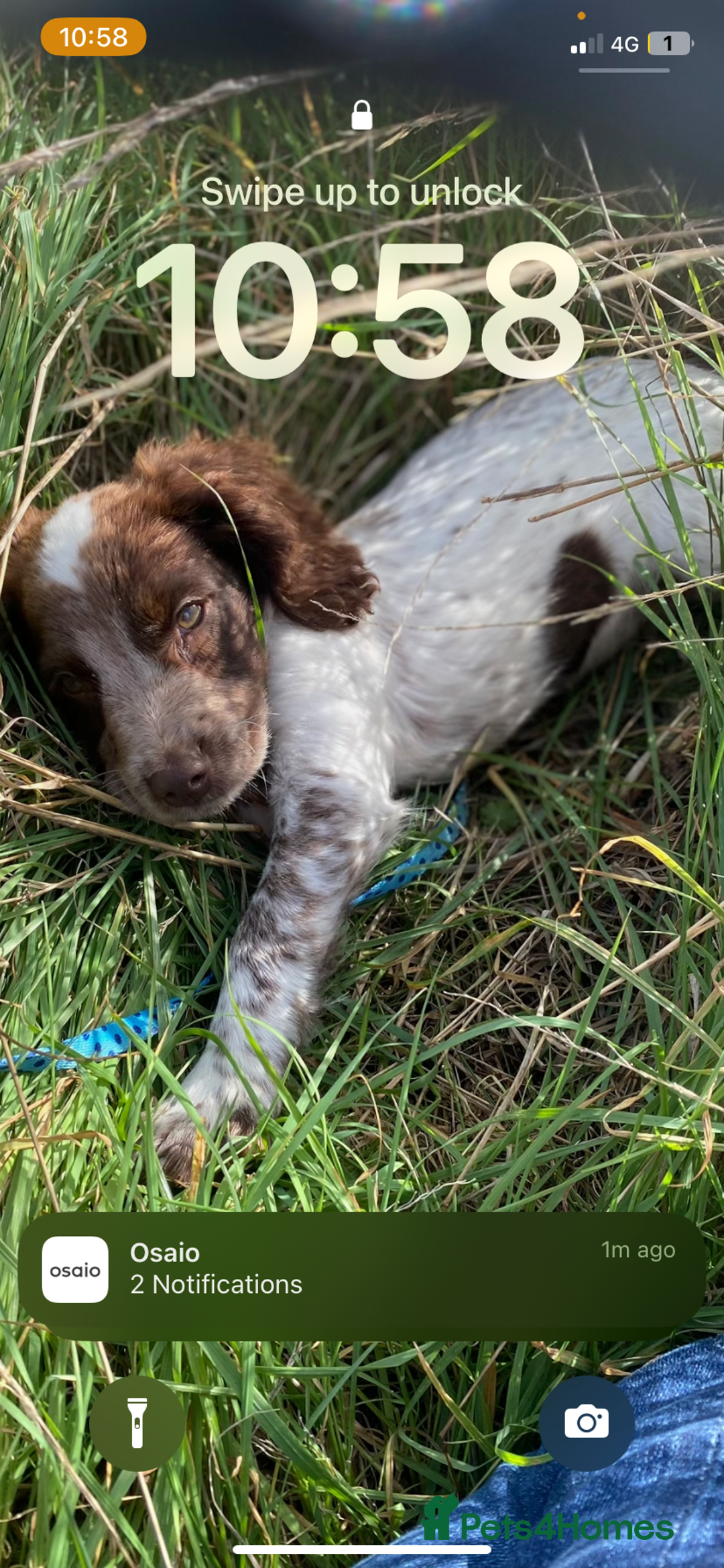 Cocker Spaniel dogs for stud: Crazy Cocker spaniel for studding. in Kettering - Image 22