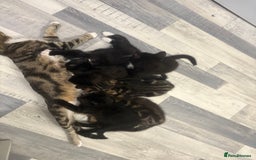 Mixed Breed cats for sale: 2 boys 1 girl  - Image 8