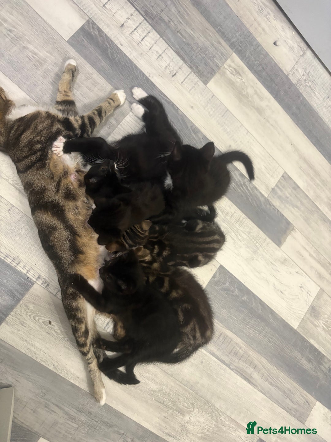Mixed Breed cats for sale: 2 boys 1 girl  - Image 8