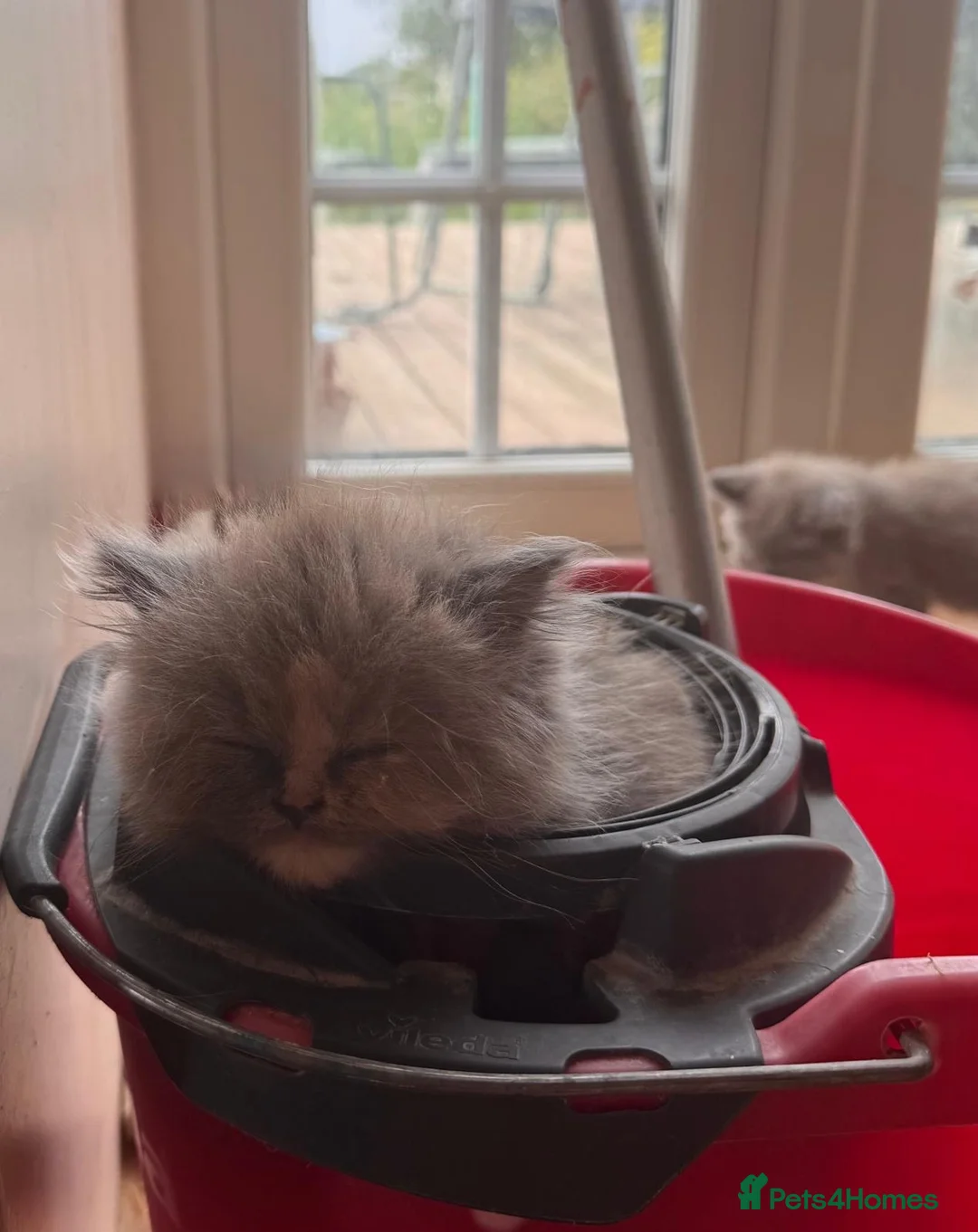 British Shorthair cats for sale: Gorgeous Pedigree BSH x Persian ready to go now - Advert 11
