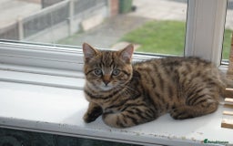 Mixed Breed cats for sale: Beautiful kittens available  - Image 10