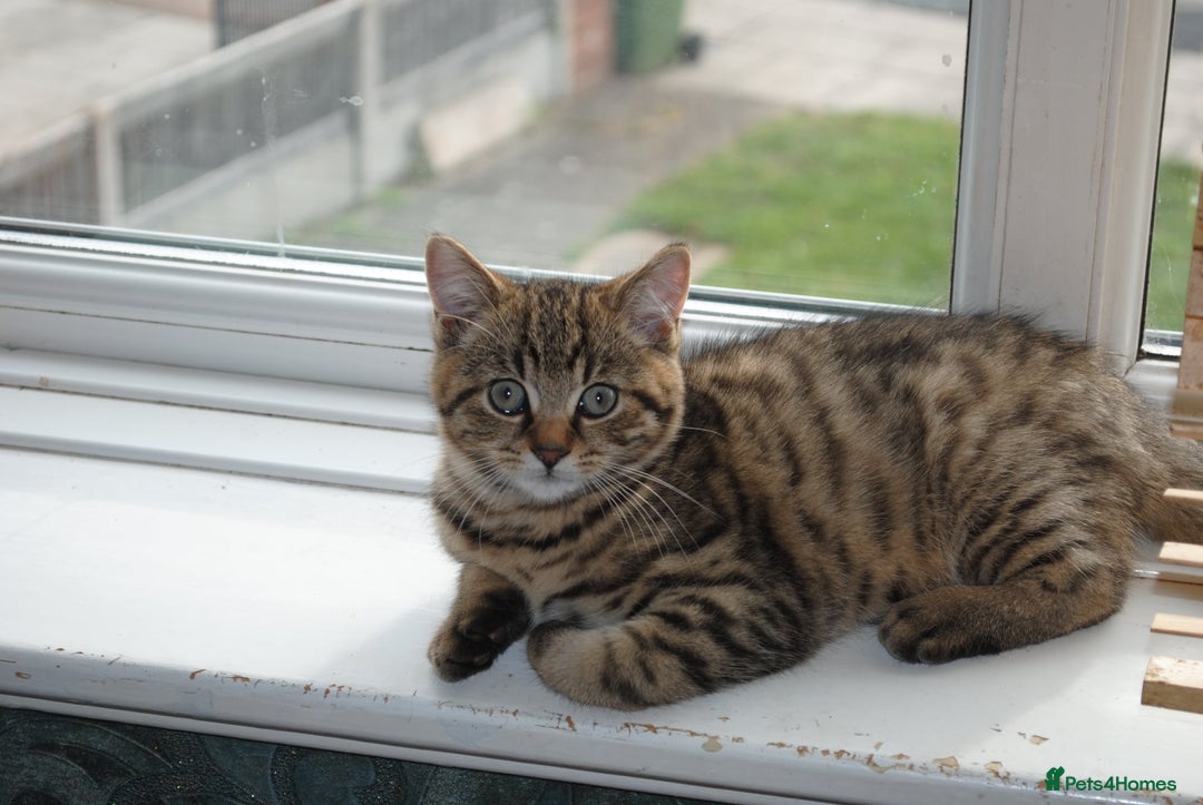 Mixed Breed cats for sale: Beautiful kittens available  - Image 10