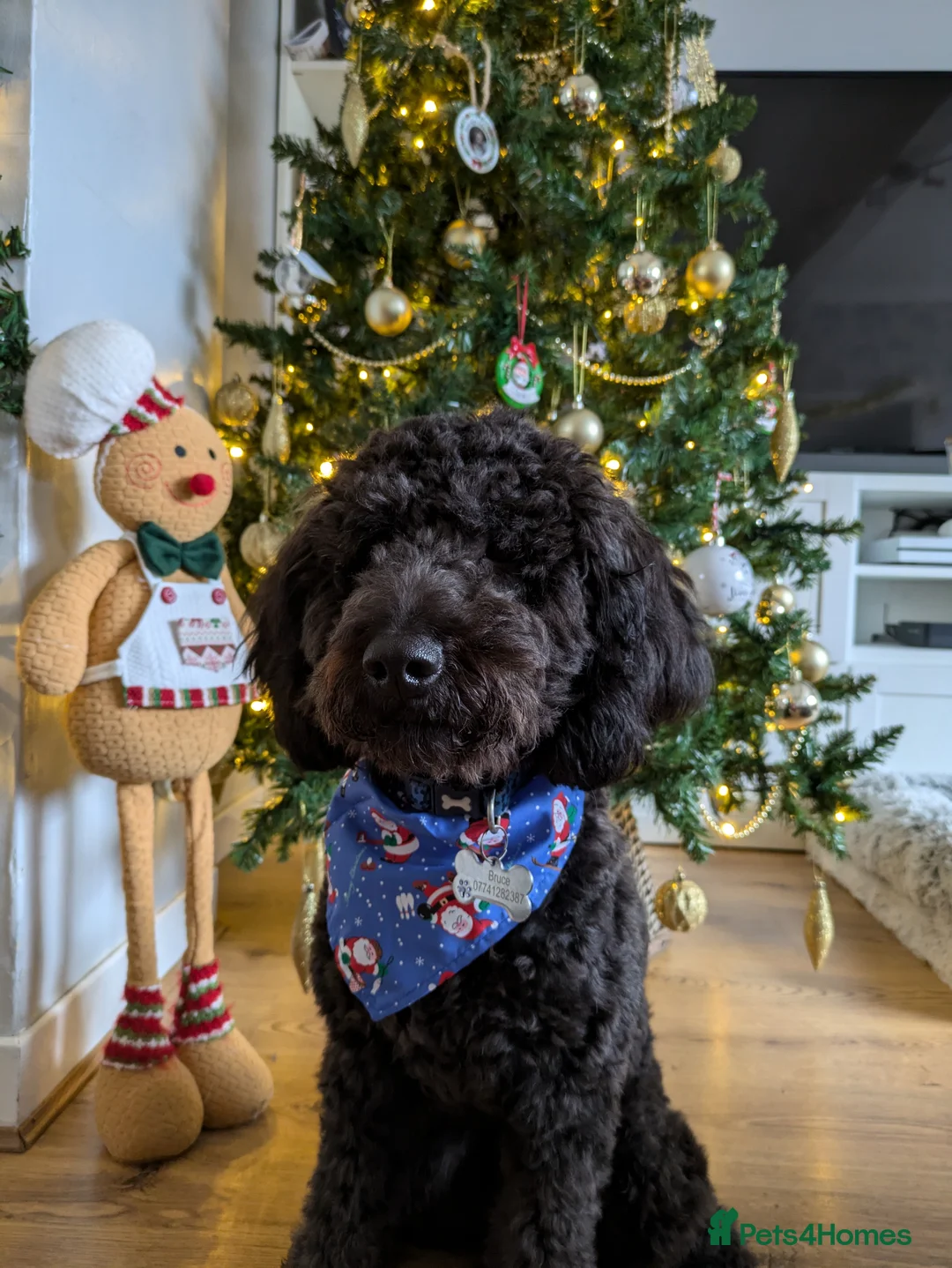 Cockapoo dogs for sale: Male Cockapoo 1 year 10 months old.  - Advert 2