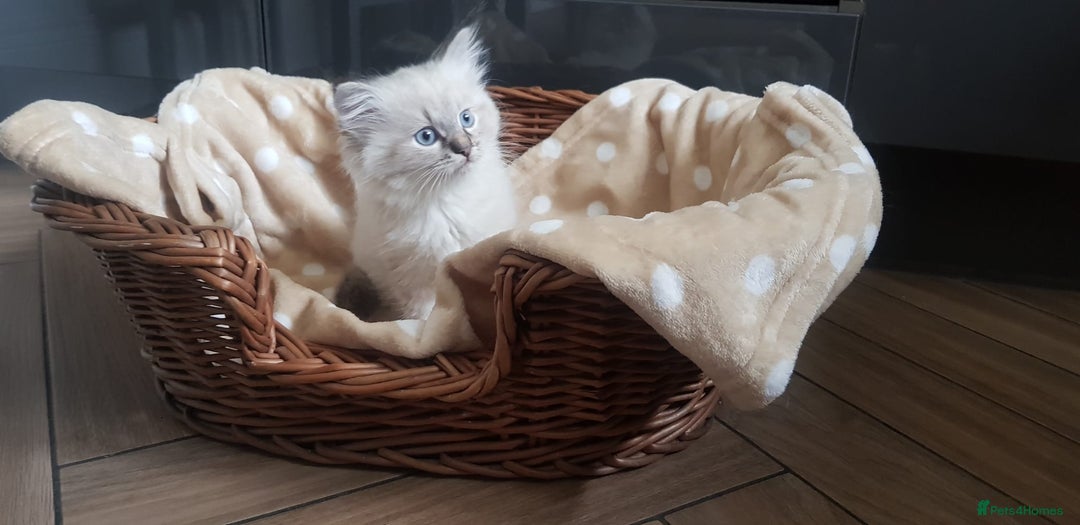 Siberian cats for sale: Hypoallergenic Siberian Neva Masquerade kitten - Image 6