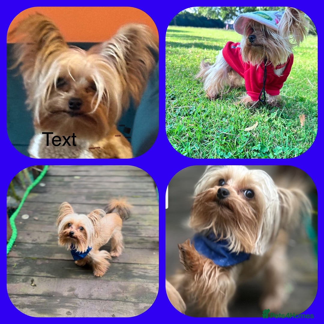 Yorkshire Terrier dogs for stud: Mini Gold dust Yorkshire terrier for stud in Dagenham - Image 1