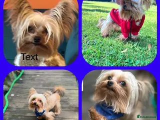 Yorkshire Terrier dogs Mini Gold dust Yorkshire terrier for stud in Dagenham - Advert 20