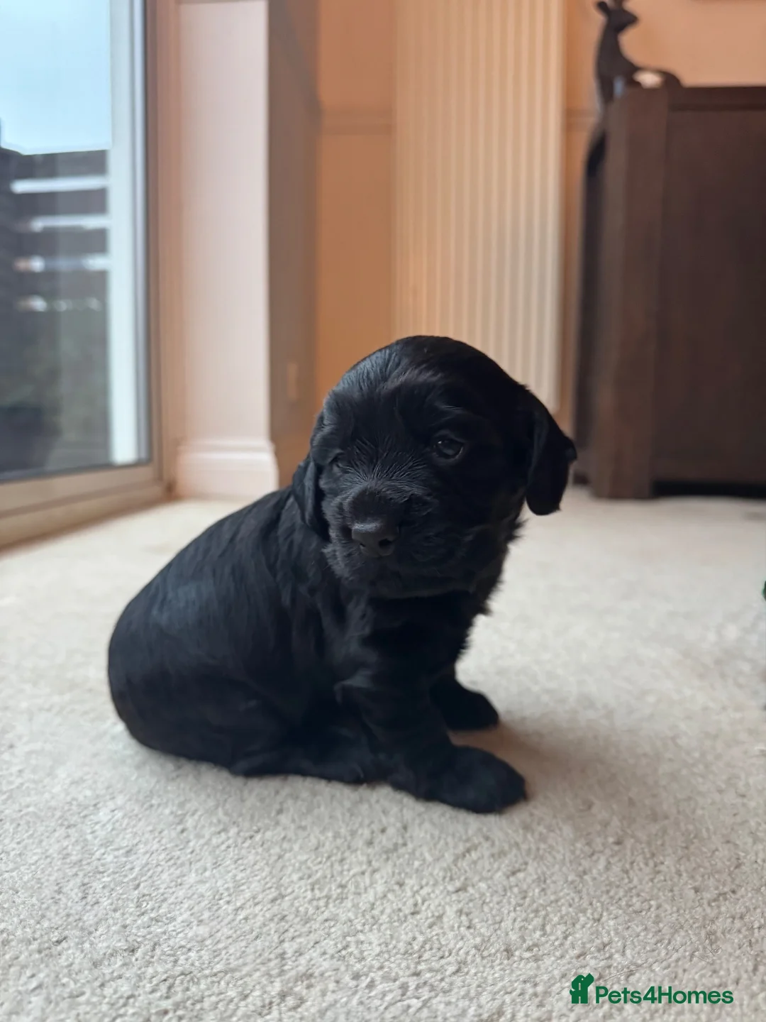 Cocker Spaniel dogs for sale: Working cocker spaniel dog  in Chester-le-Street - Advert 1