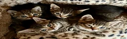 Bengal cats for sale: Glittery Bengal X With Famous References! - Advert 8