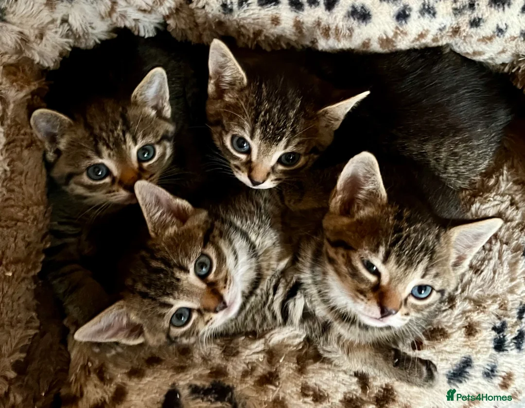 Bengal cats for sale: Glittery Bengal X With Famous References! - Advert 8