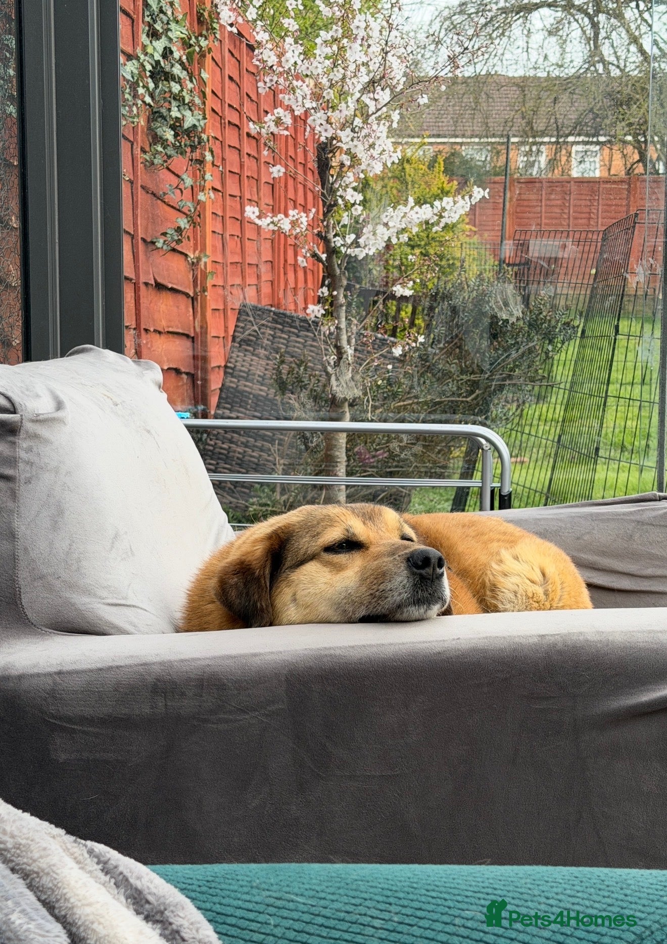 Mixed Breed dogs 🧡 Sweet Muffin Needs A Peaceful Loving Home! - Advert 2