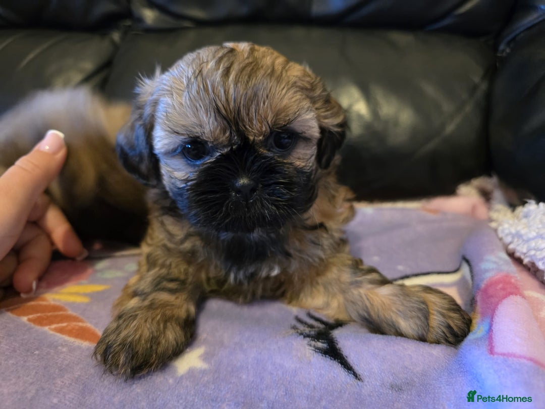 Shih Tzu dogs for sale: A girl and a boy - Image 3