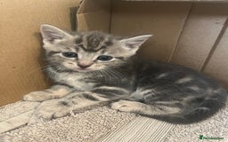 British Shorthair cats for sale: 6 adorable BSH kittens looking for forever homes  - Image 14