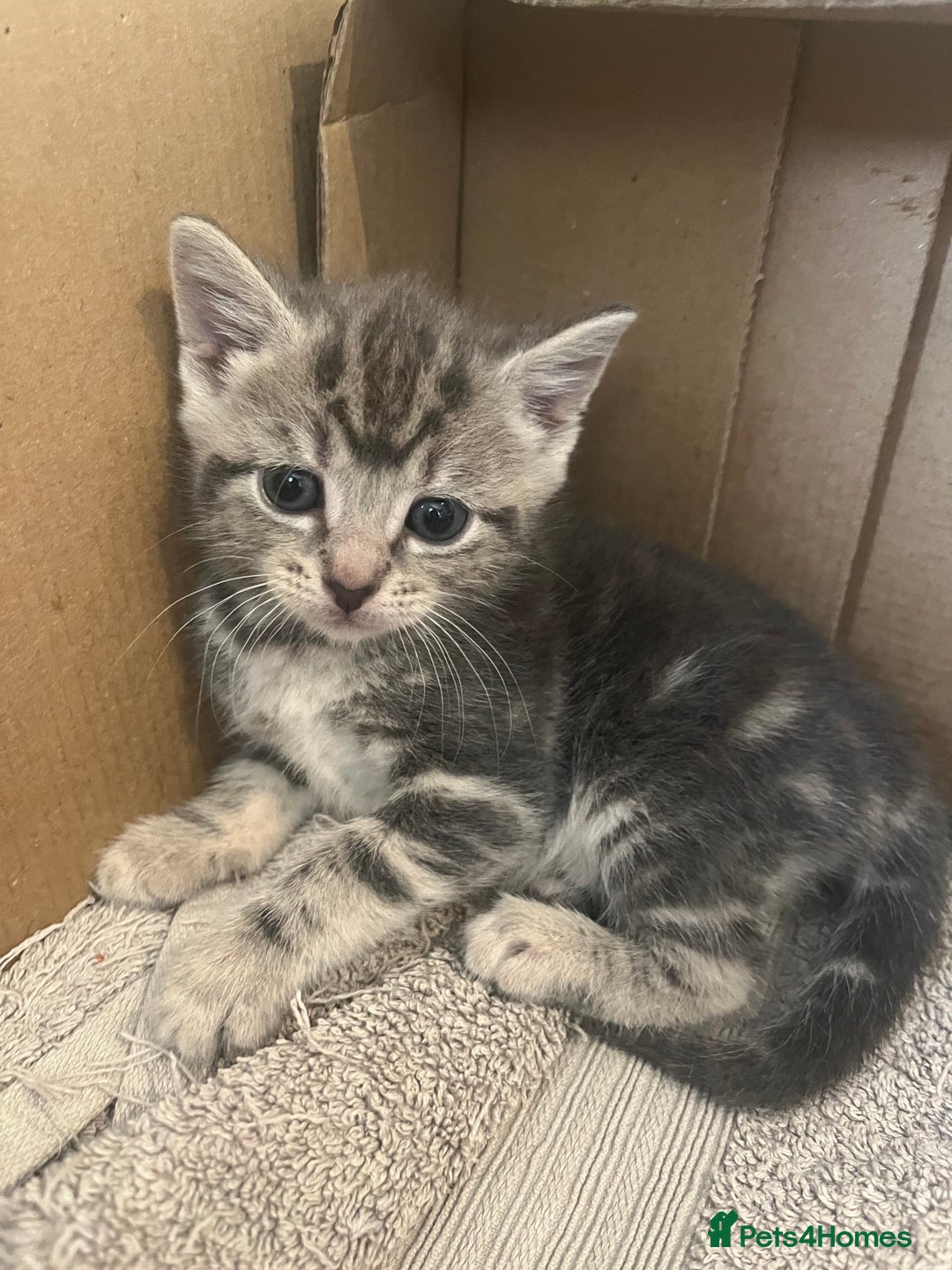 British Shorthair cats for sale: 6 adorable BSH kittens looking for forever homes  - Image 14