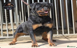 Rottweiler dogs for sale: Beautiful Female Rottweiler For Pet/Show Homes - Advert 10