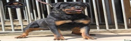 Rottweiler dogs for sale: Beautiful Adult Female Rottweiler For Pet/ShowHome - Advert 10