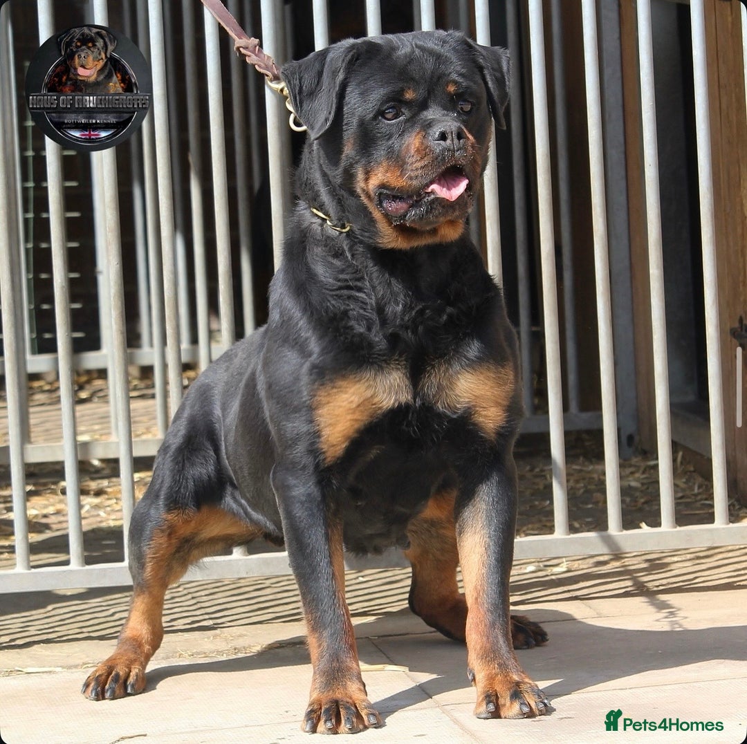 Rottweiler dogs for sale: Beautiful Female Rottweiler For Pet/Show Homes - Advert 10