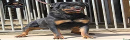 Rottweiler dogs for sale: Beautiful Adult Female Rottweiler For Pet/ShowHome - Advert 10