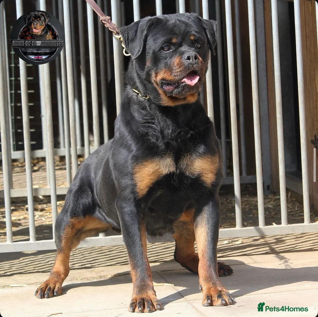 Rottweiler dogs for sale: Beautiful Adult Female Rottweiler For Pet/ShowHome - Advert 10