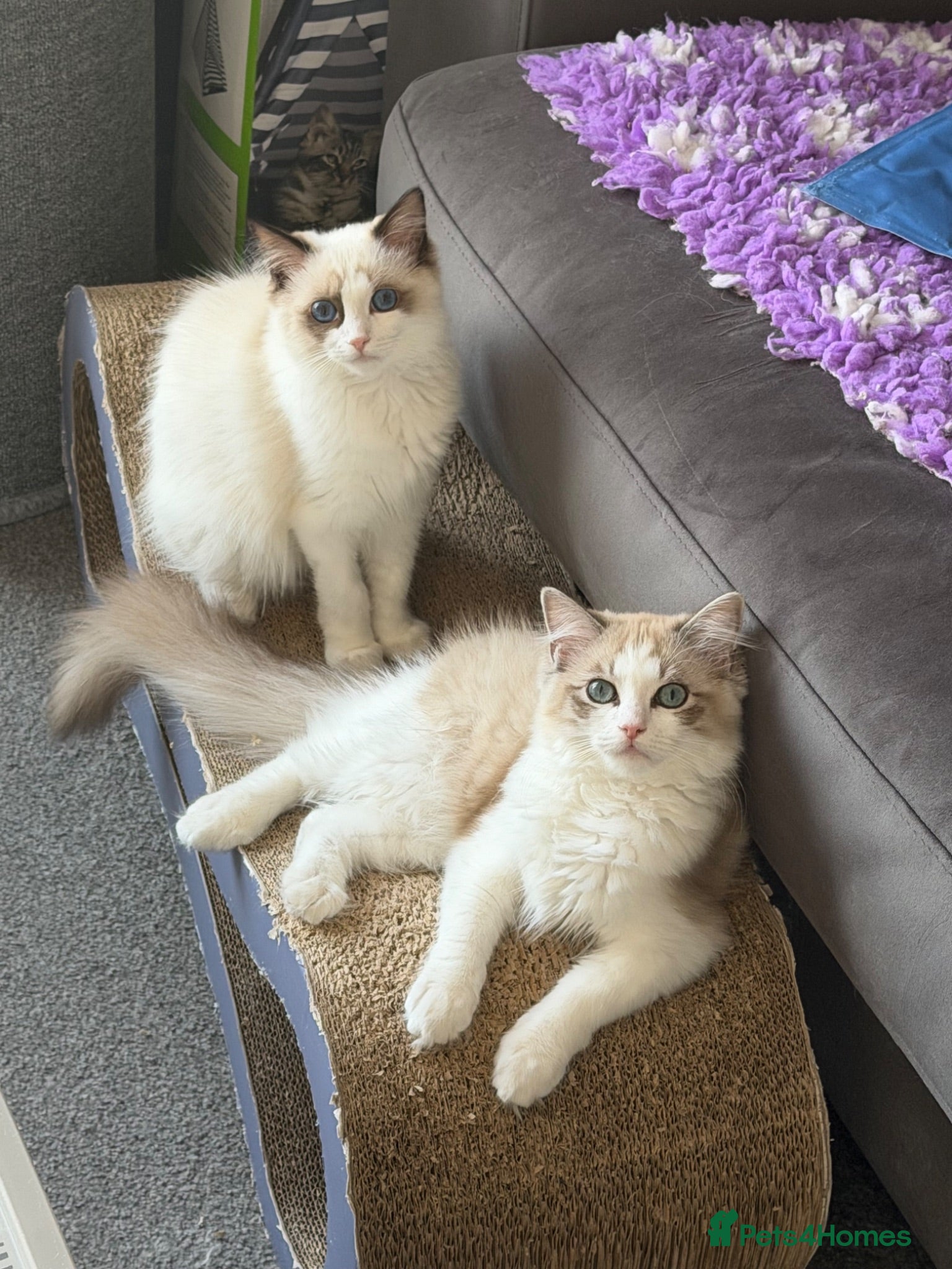 Ragdoll cats Beautiful TICA Registered Ragdoll Kittens 😻 - Advert 1