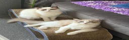 Ragdoll cats for sale: Beautiful TICA Seal Bicolour Ready Now 😻 - Advert 1
