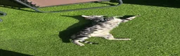 Bengal cats for sale: TICA silver rosseted Bengal female  - Advert 9