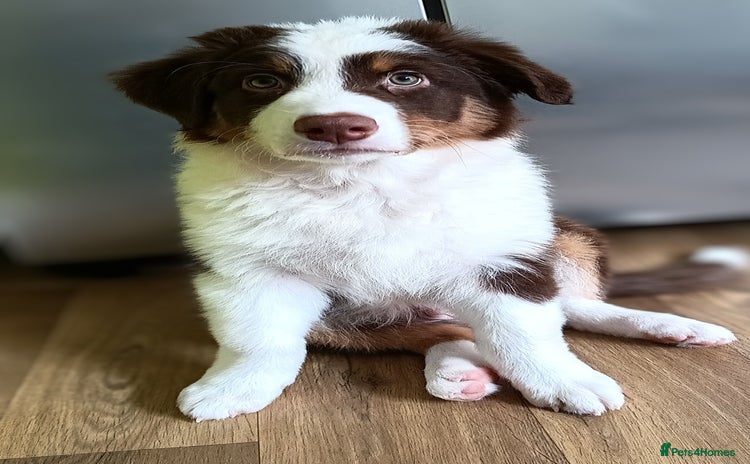 Australian Shepherd dogs in Peterborough - Advert 4