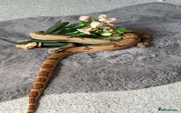 Snake reptiles for sale: Ball python & boa’s - Image 4