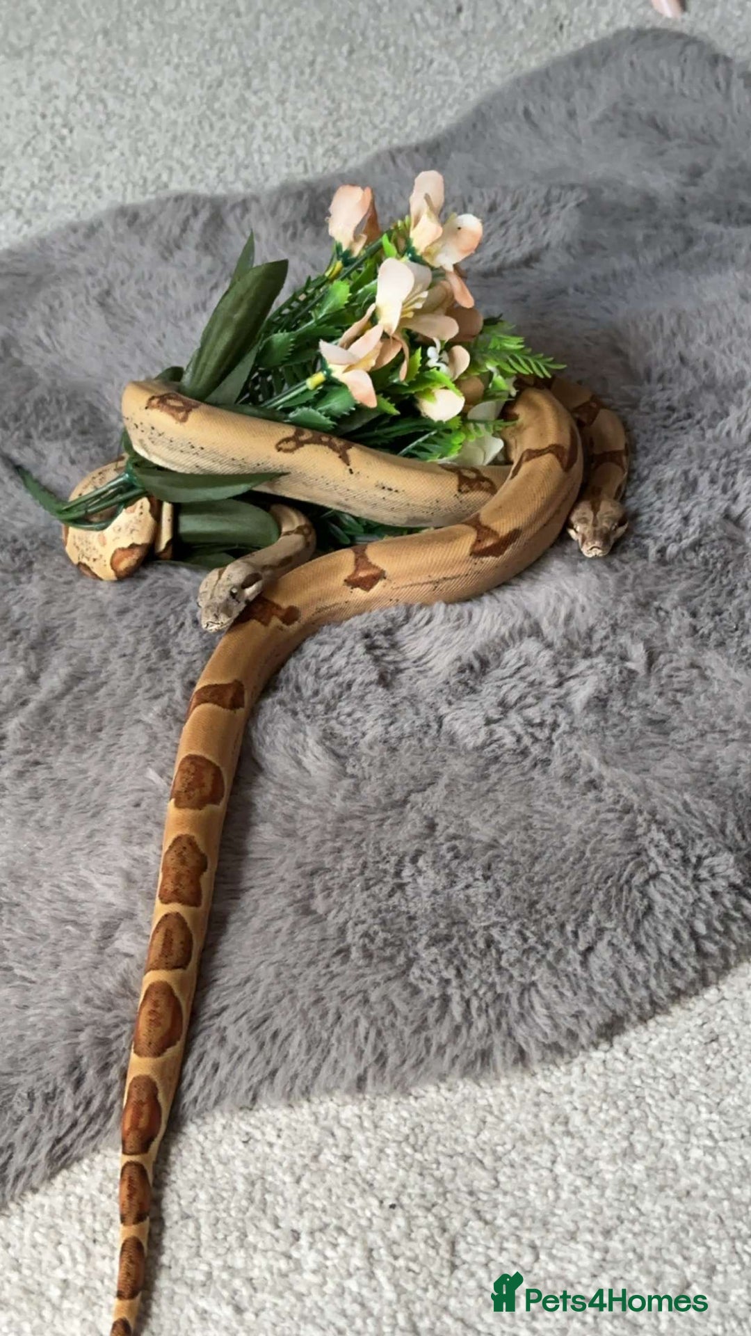 Snake reptiles for sale: Ball python & boa’s - Image 4