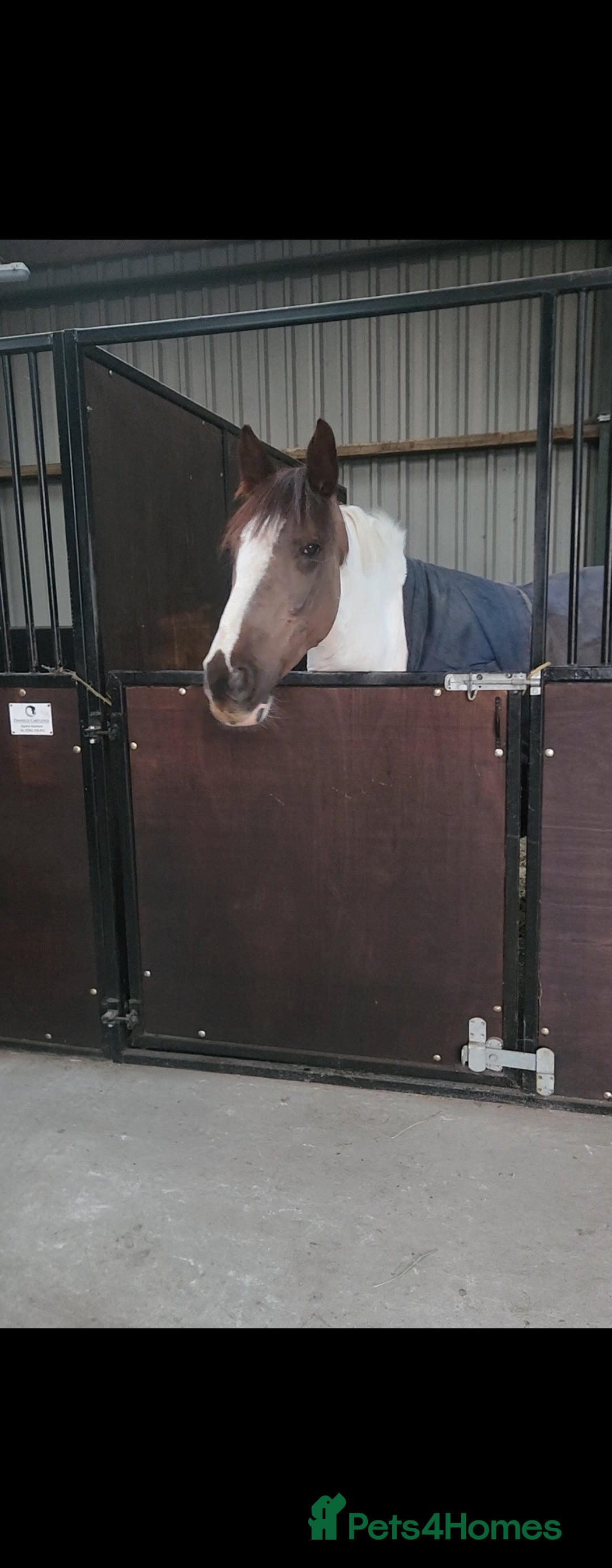Irish Sports horses for sale: Beautiful irish mare, fab allrounder - Advert 3