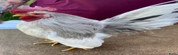 Chickens poultry for sale: Serema blue silkie cockerel  in Canterbury - Advert 8