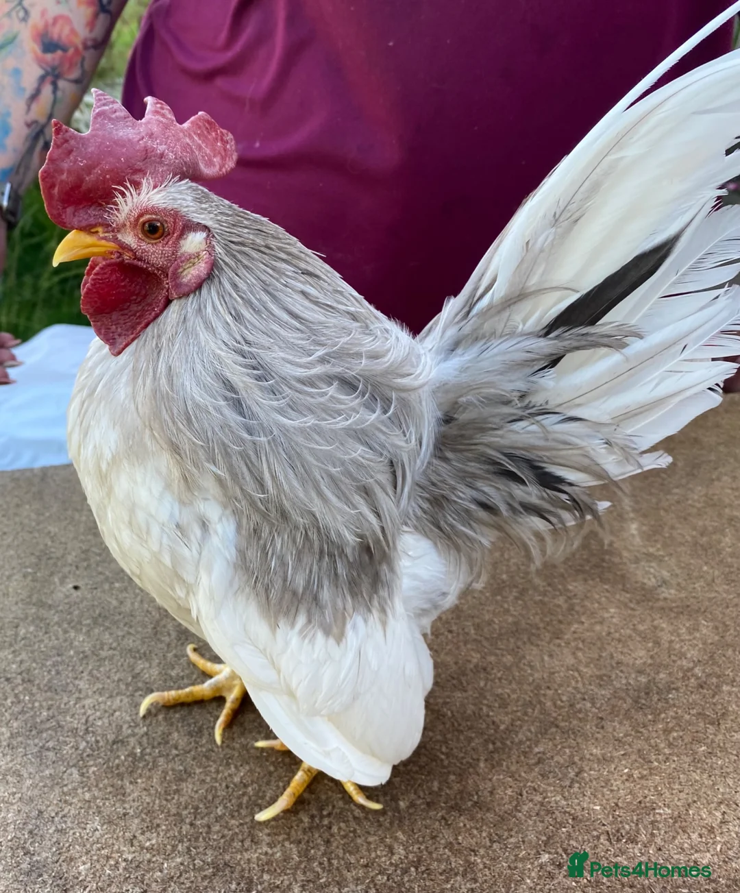 Chickens poultry for sale: Serema blue silkie cockerel  in Canterbury - Advert 8
