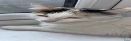 Domestic Shorthair cats for sale: kittens in Scunthorpe - Advert 1