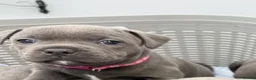 Staffordshire Bull Terrier dogs for sale: Home Raised Blue Staffordshire Bull Terrier Pups in Colchester - Advert 3