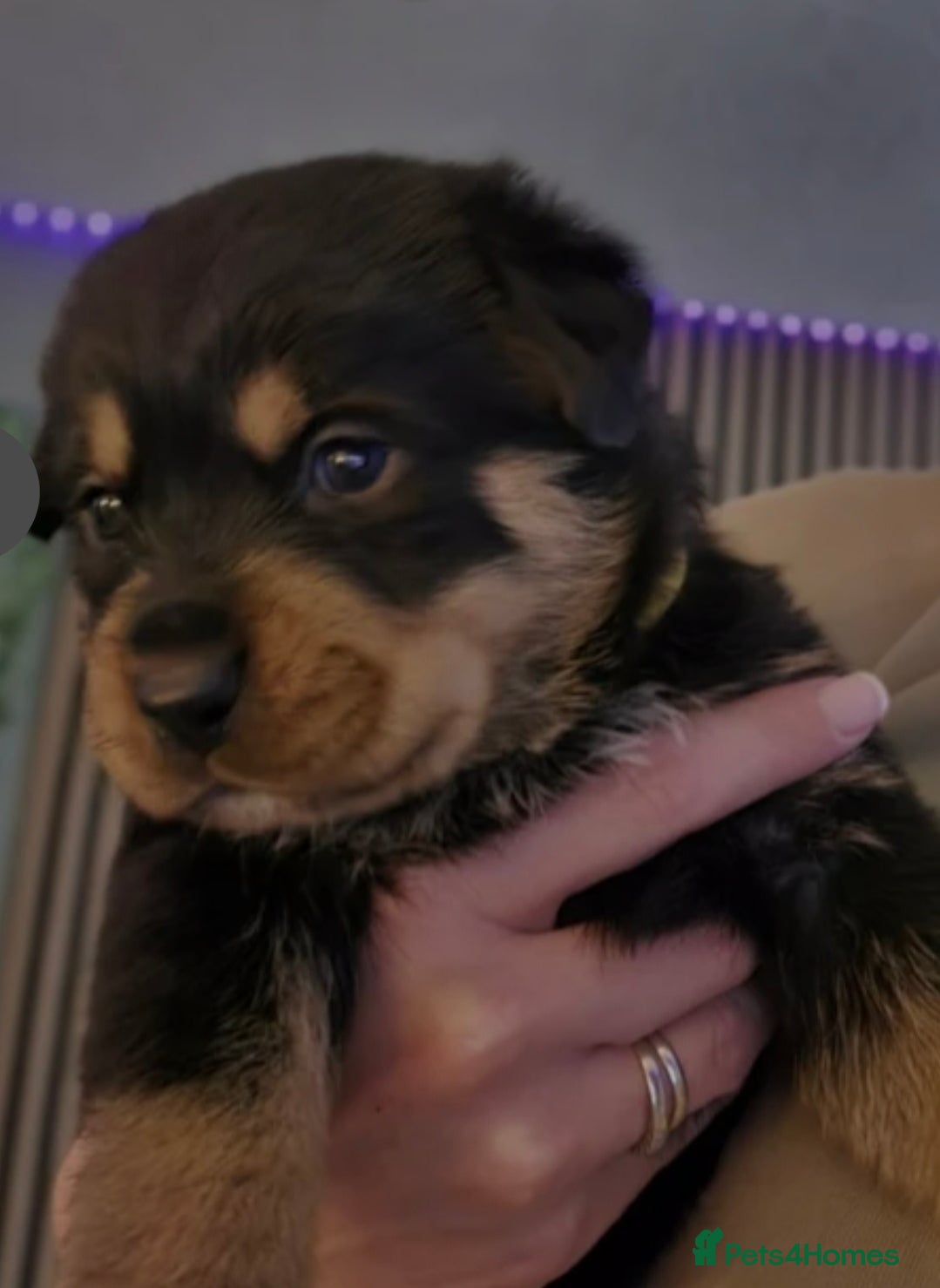 Rottweiler dogs Stunning chunky Rottweiler puppies  - Advert 4