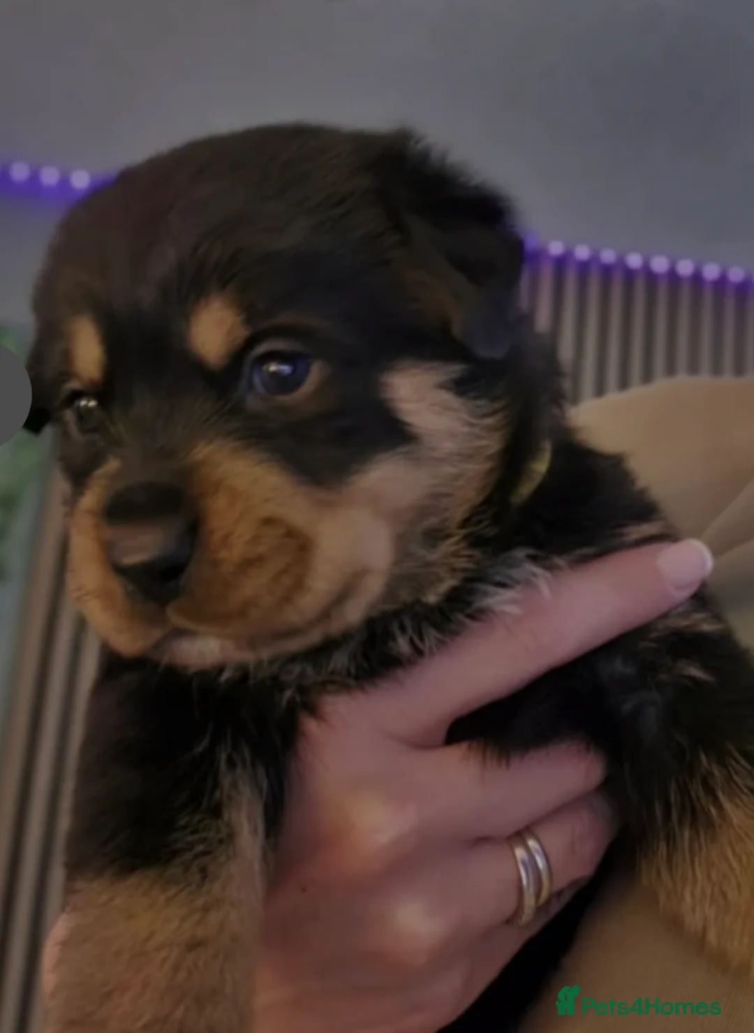 Rottweiler dogs for sale: Stunning chunky Rottweiler puppies  - Advert 14