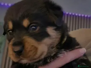 Rottweiler dogs Stunning chunky Rottweiler puppies - Advert 4